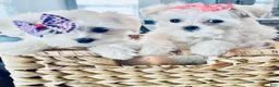 Maltese dogs for sale: Teacup Lily - Ad 5