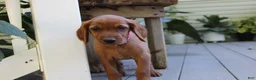 Mixed Breed dogs for sale: bella - Ad 2