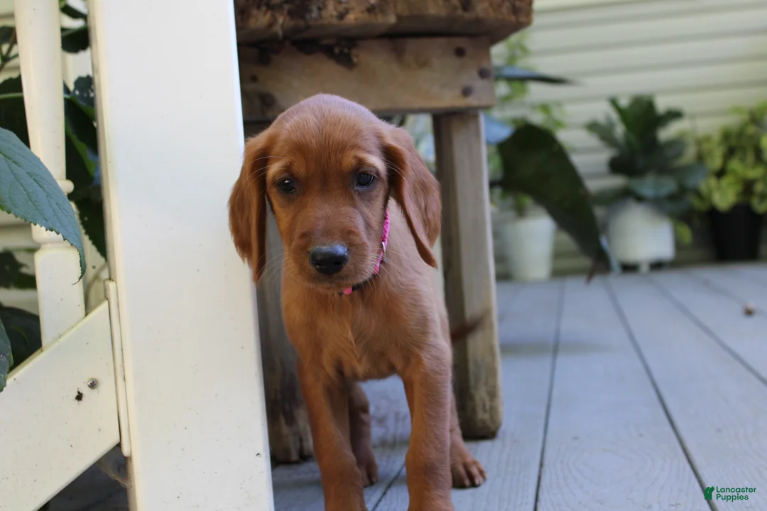 Mixed Breed dogs for sale: bella - Ad 2