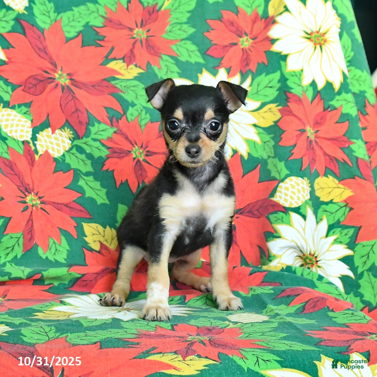 Chihuahua Puppies for sale in Manassas, Virginia Lancaster Puppies