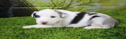 Miniature Australian Shepherd dogs for sale: Harriett - Ad 2