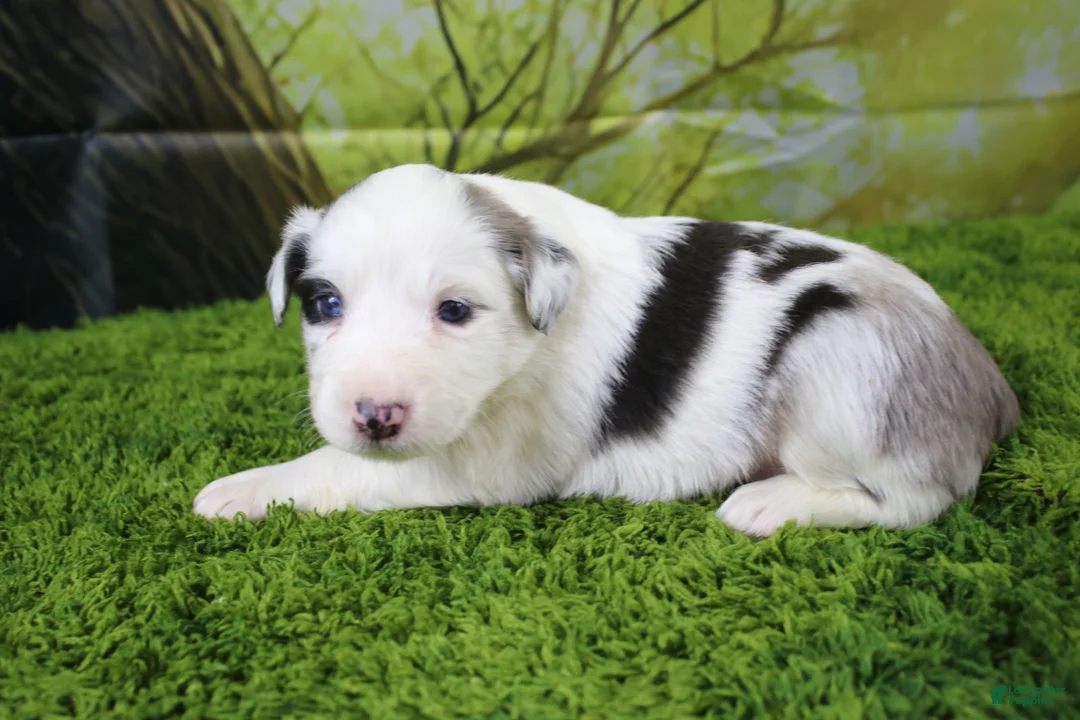 Miniature Australian Shepherd dogs for sale: Harriett - Ad 2