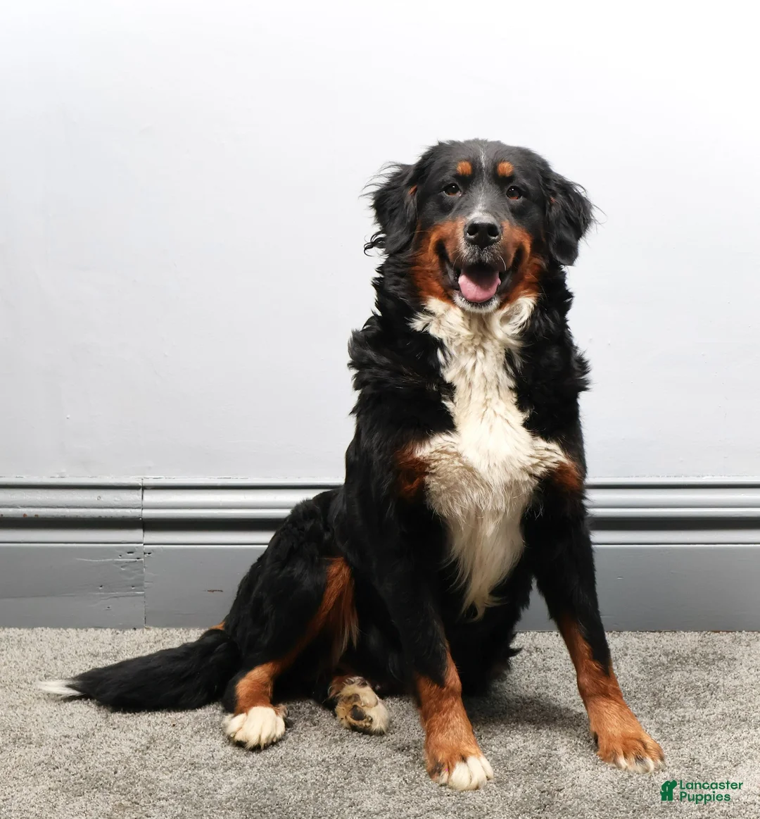 Mini Bernedoodle dogs for sale: Cherish  - Ad 6