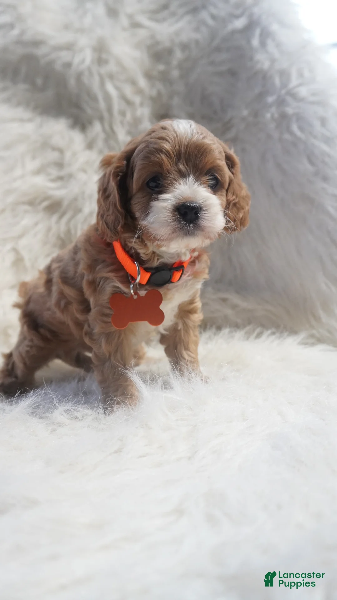 Cavapoo dogs for sale: Slider - Ad 4
