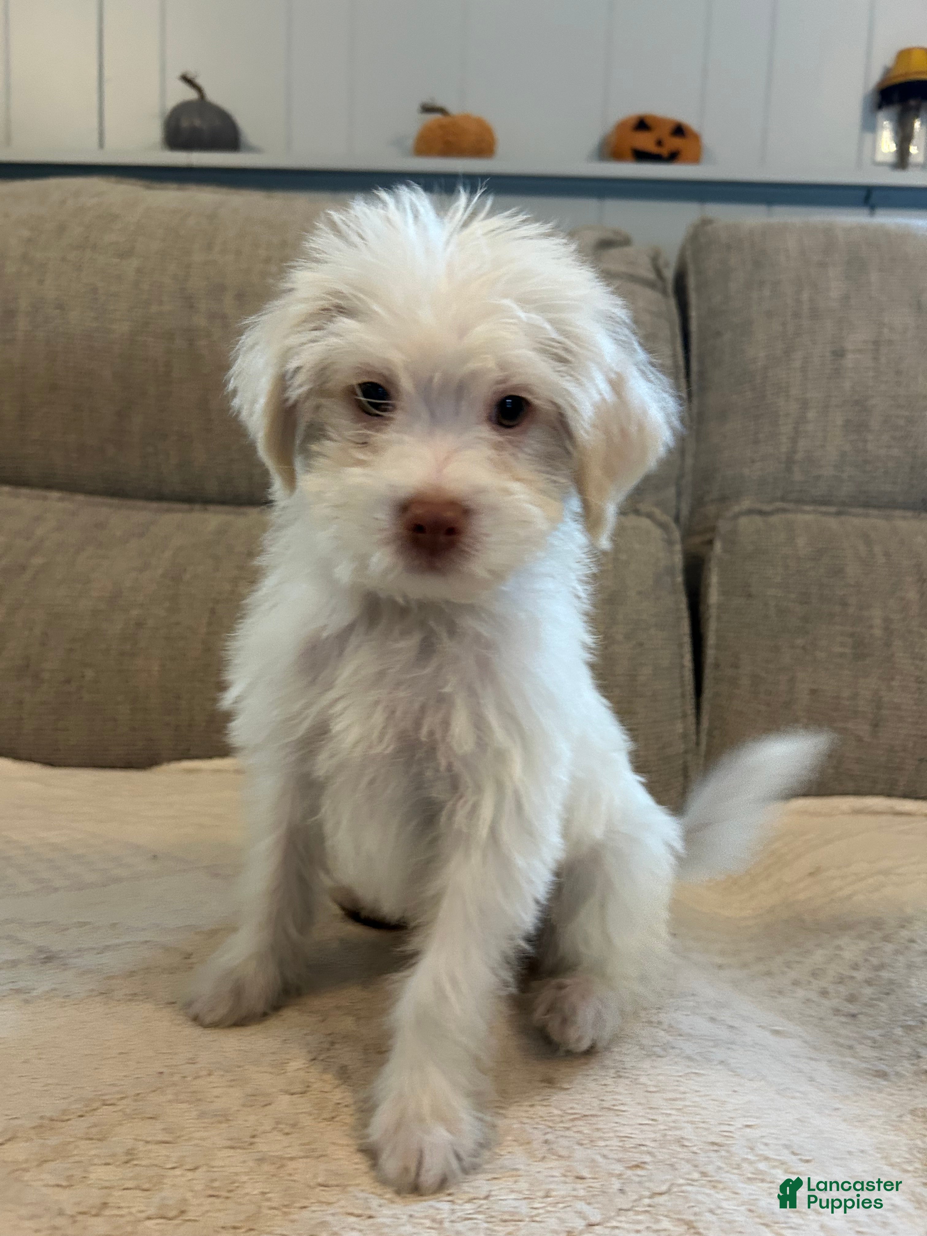 Shihpoo dogs Kevin - Ad 14