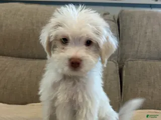 Shihpoo dogs Kevin - Ad 14