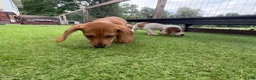 Miniature Dachshund dogs for sale: Miniature Dachshund 1 - Ad 3