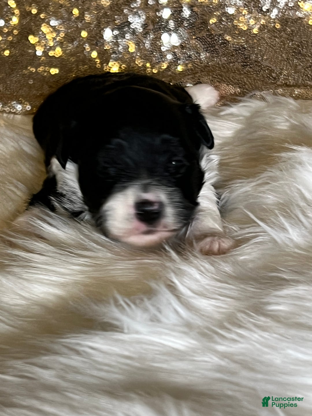 Havanese dogs for sale: Domeno - Ad 2