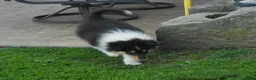 Collie dogs for sale: Saloma - Ad 2