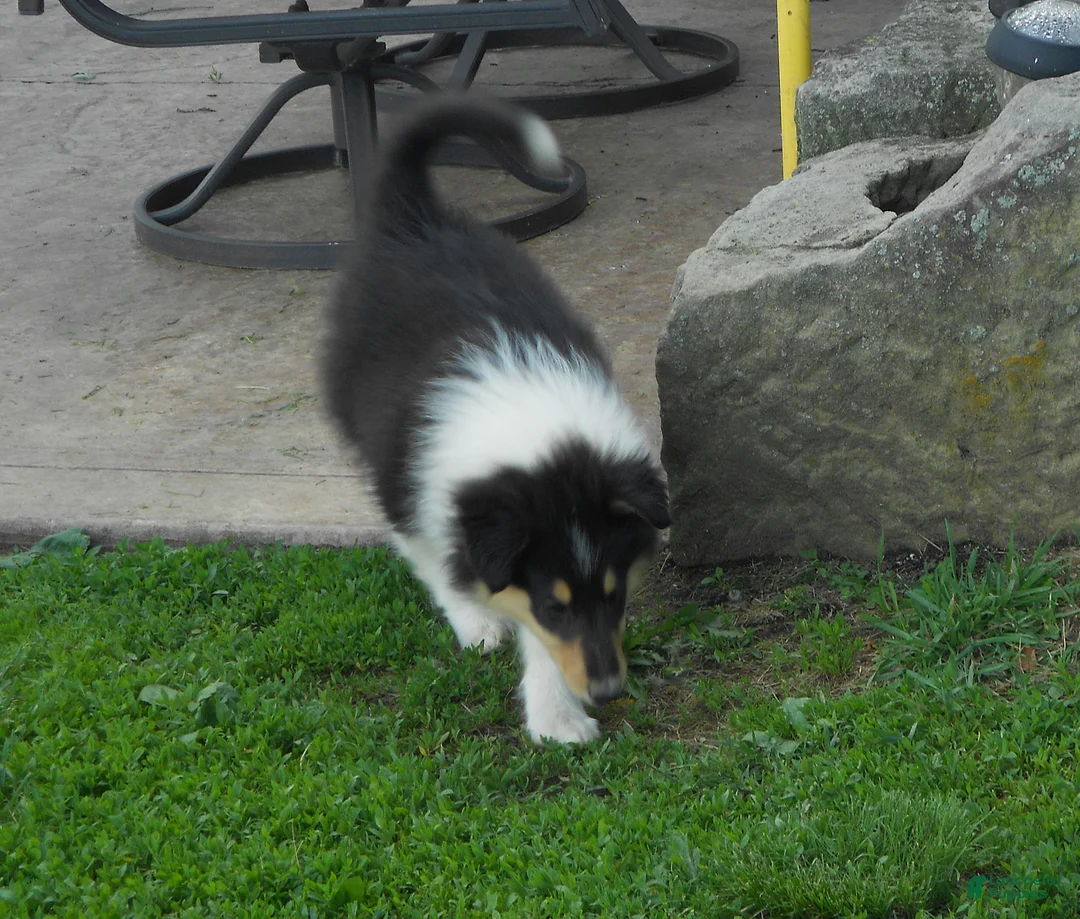 Collie dogs for sale: Saloma - Ad 2