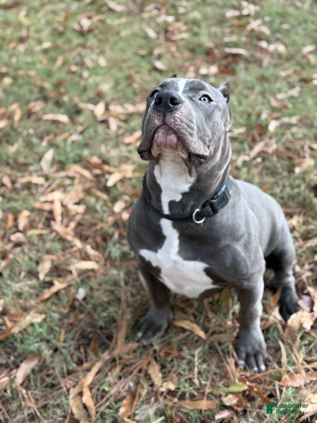 American Bully dogs for sale: Ivy - Ad 1
