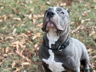American Bully dogs Ivy - Ad 12