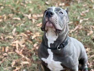 American Bully dogs Ivy - Ad 1