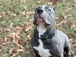 American Bully dogs Ivy - Ad 1