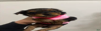Yorkshire Terrier 2