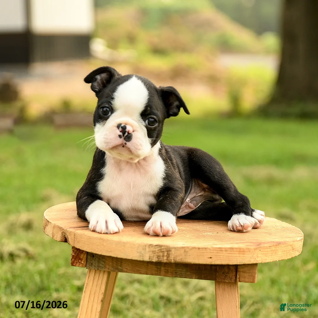 Boston Terrier dogs for sale: Brady - Ad 2