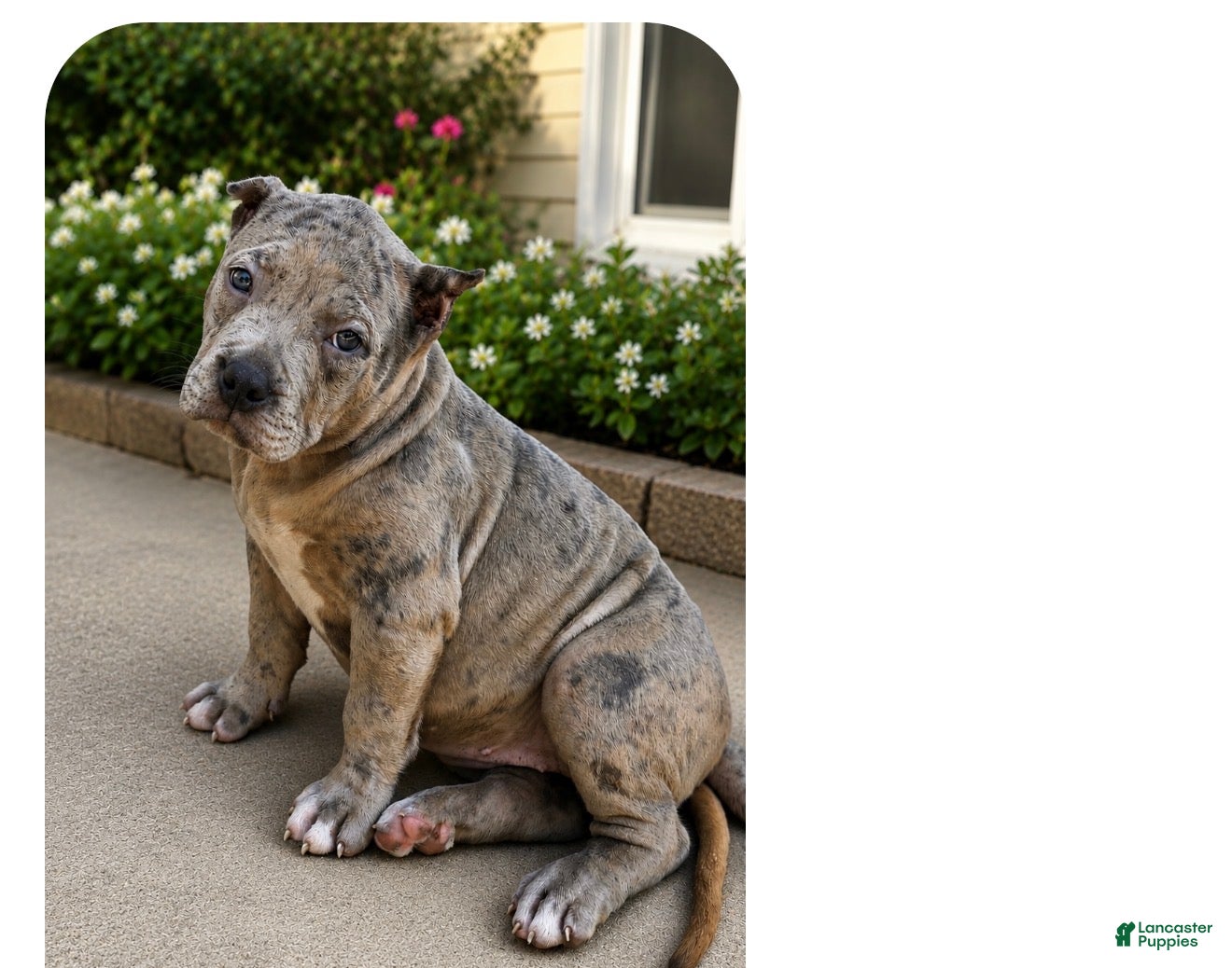 American Bully dogs American Bully Puppy 2 - Ad 36