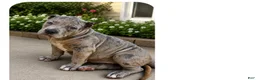 American Bully dogs for sale: American Bully Puppy 2 - Ad 1