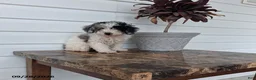 Miniature Poodle dogs for sale: Ashley - Ad 1