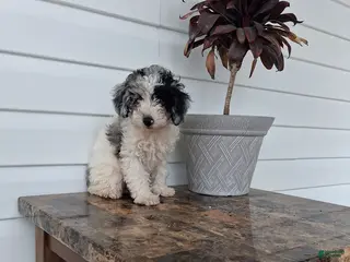 Miniature Poodle dogs Ashley - Ad 16