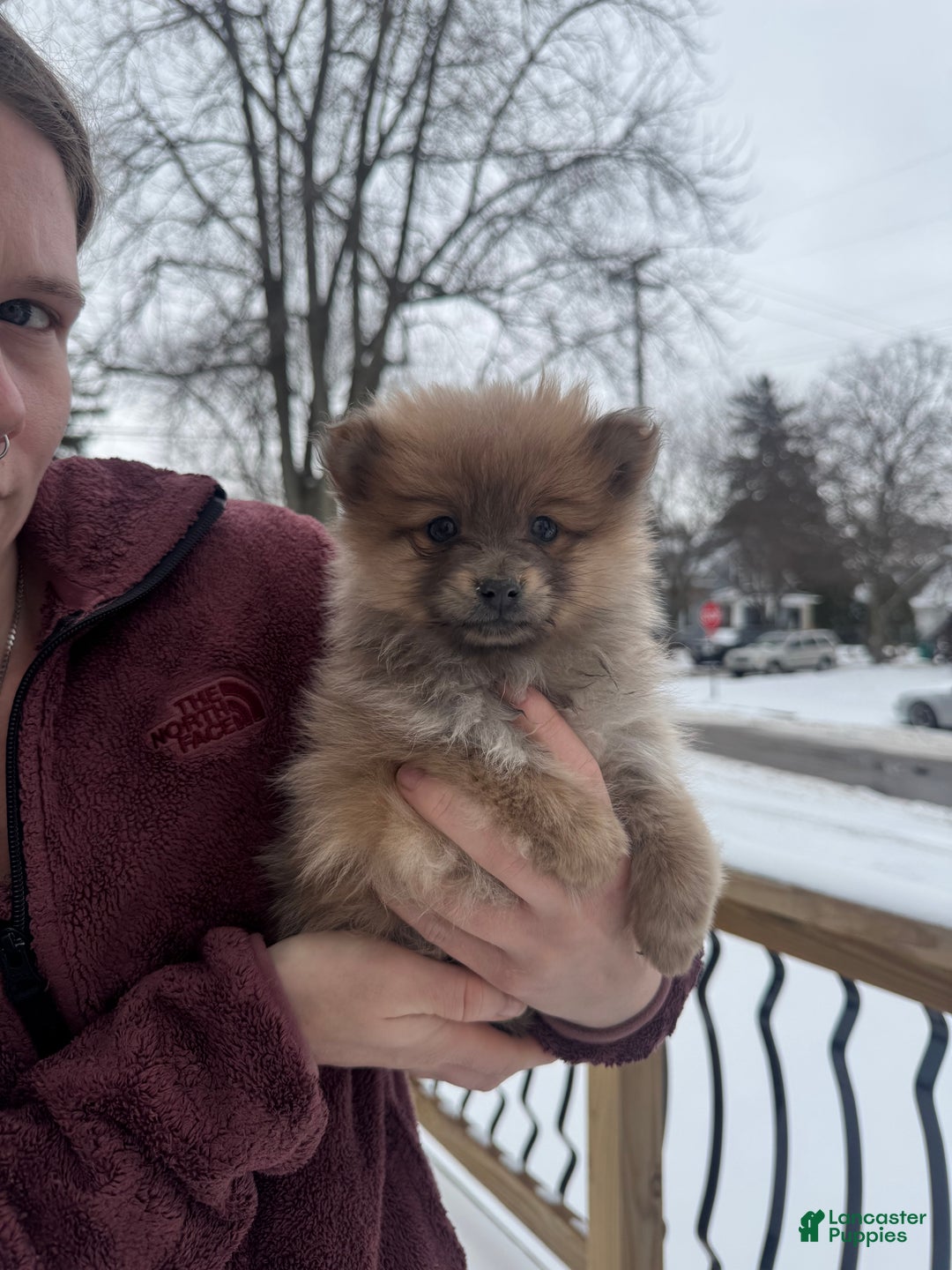 Pomeranian dogs for sale: Poppy - Ad 2