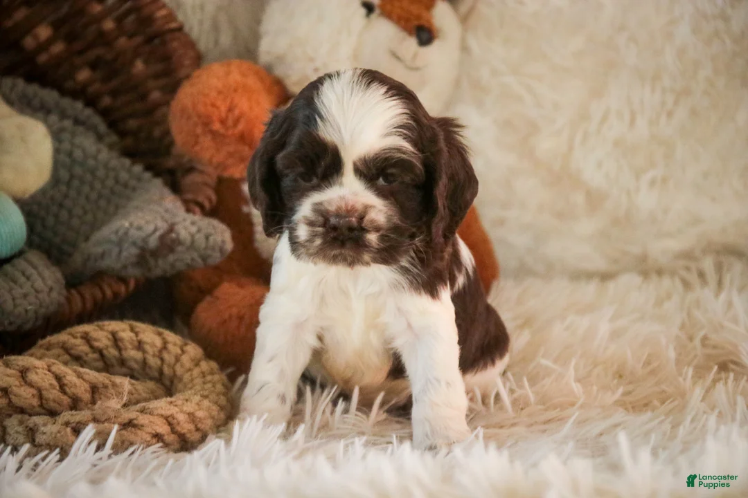 Cocker Spaniel dogs for sale: Danika - Ad 2