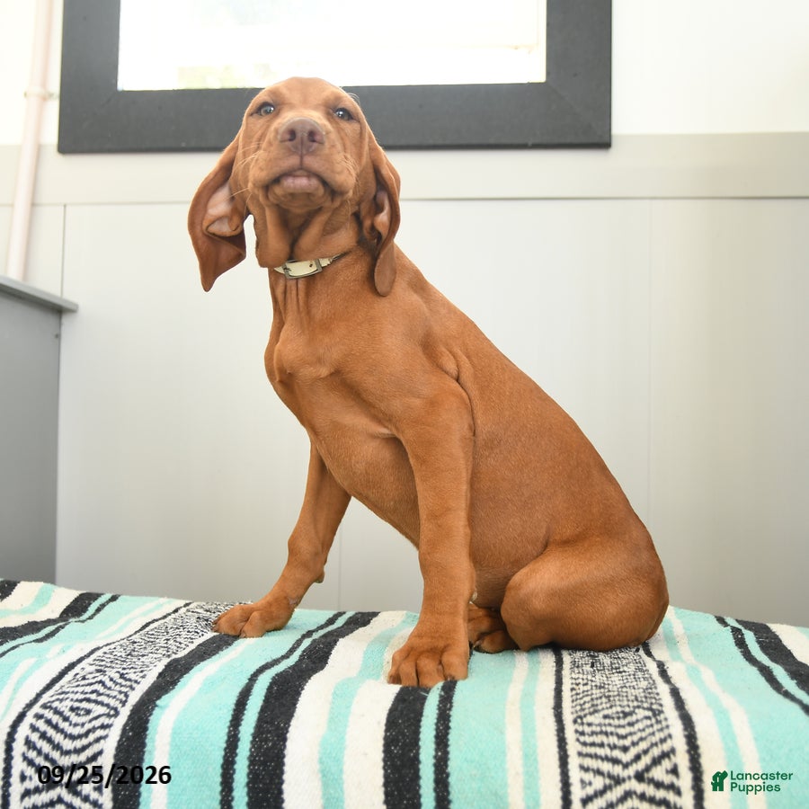 Vizsla dogs Candycorn - Ad 2