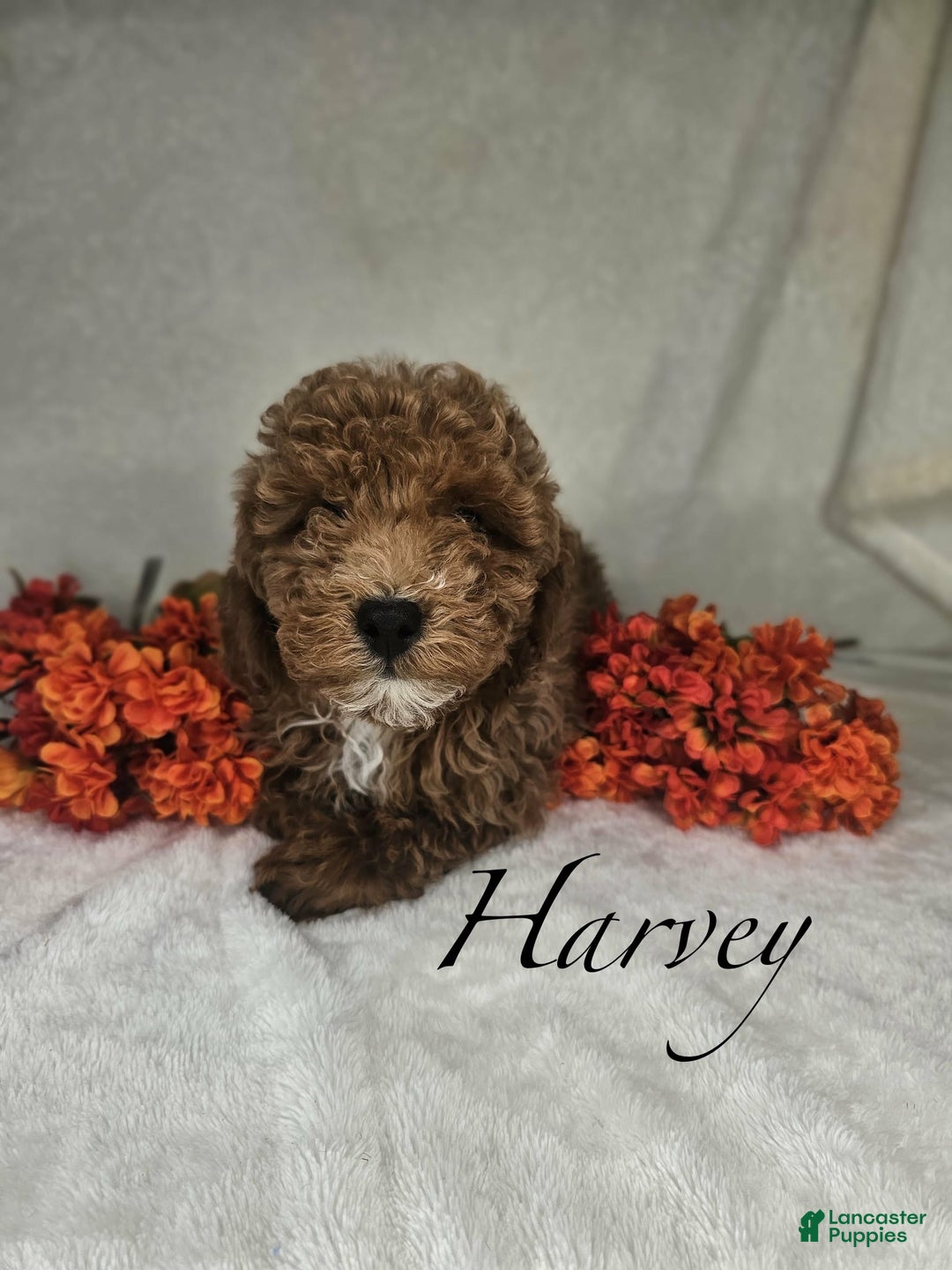 Miniature Poodle dogs for sale: Harvey - Ad 2