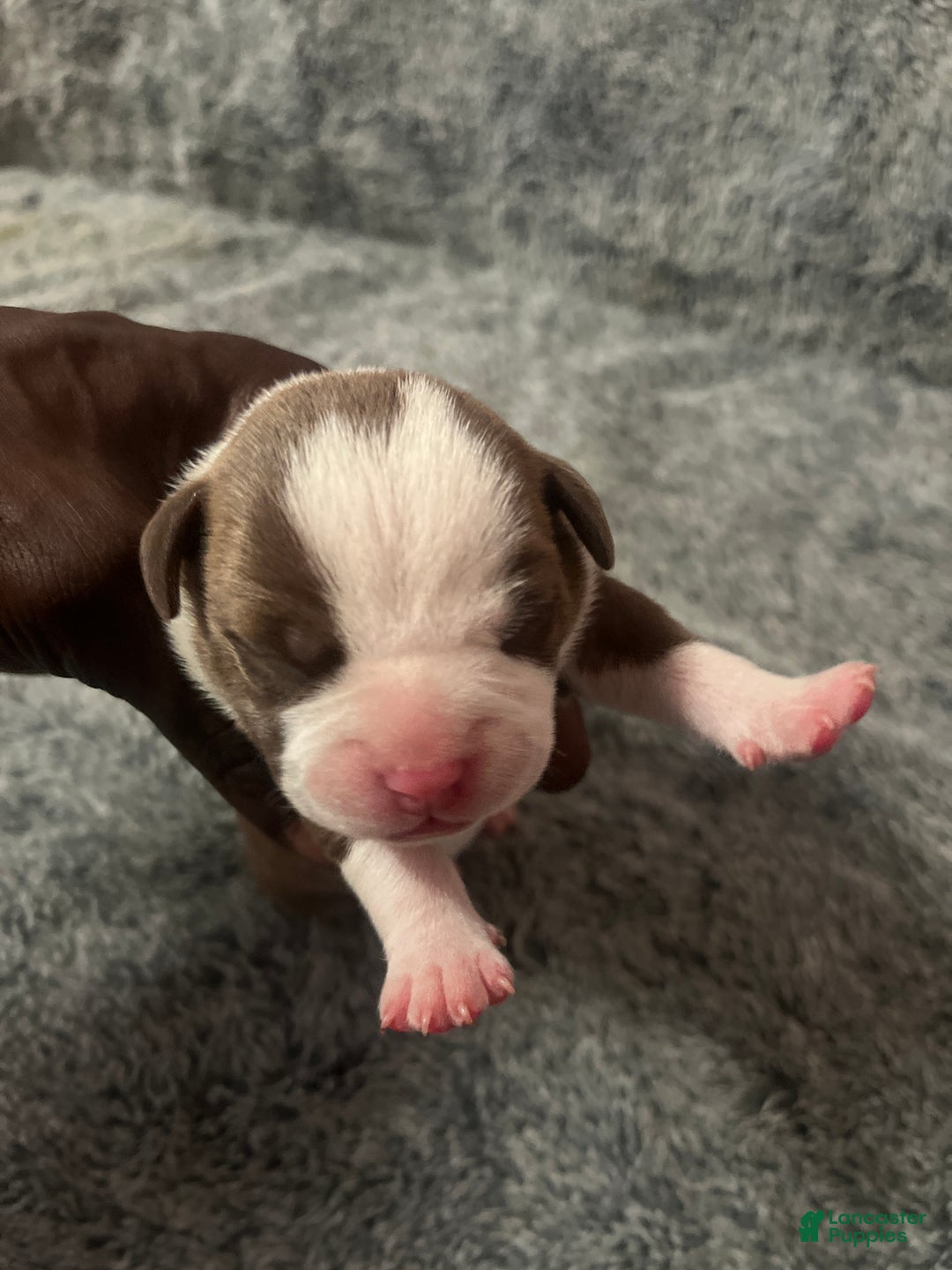 American Bully dogs for sale: American Bully Puppy 1 - Ad 2