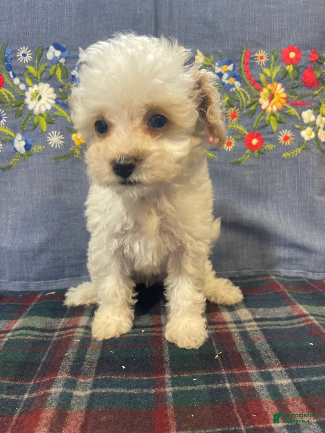 Toy Poodle dogs for sale: Juliet - Ad 4