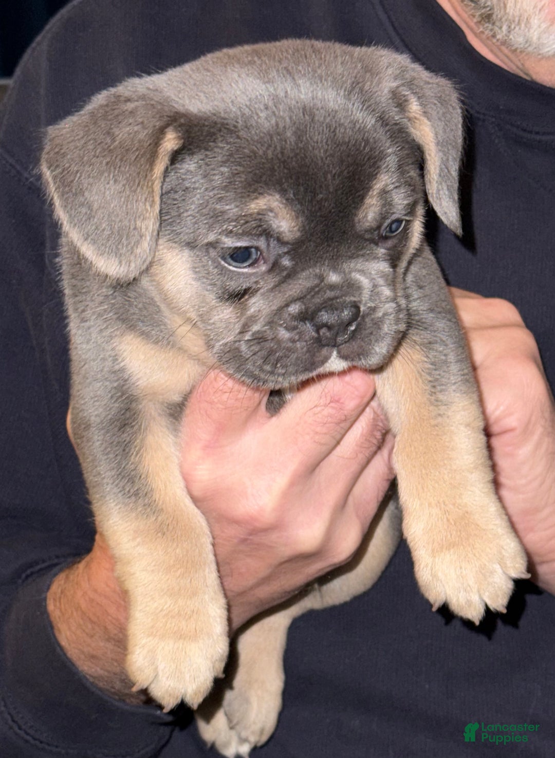 French Bulldog dogs for sale: French Bulldog Puppy 2 - Ad 5