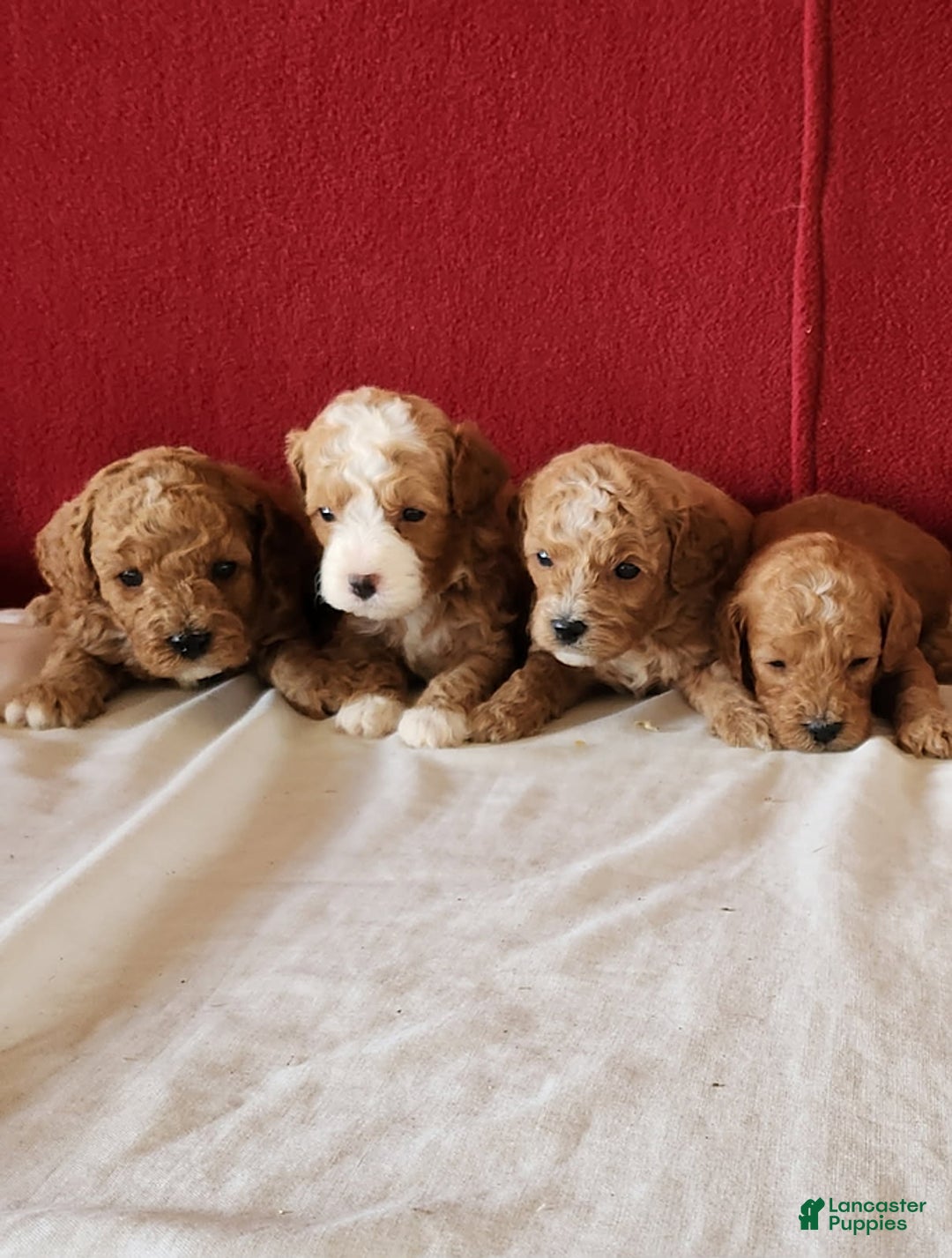 Cavapoo dogs for sale: Tango - Ad 7