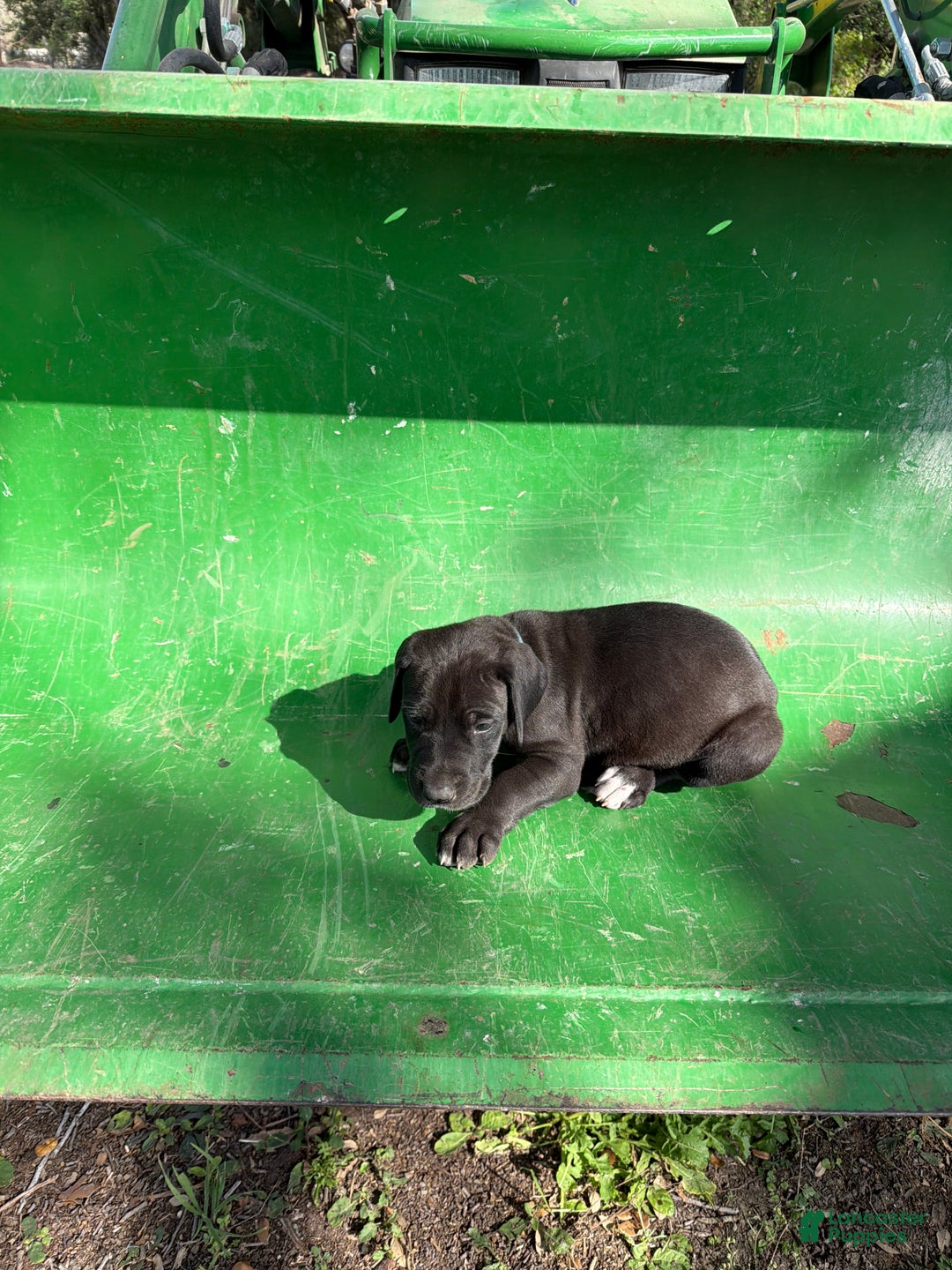 Great Dane dogs for sale: Blu - Ad 1