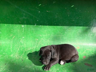 Great Dane dogs Blu - Ad 12