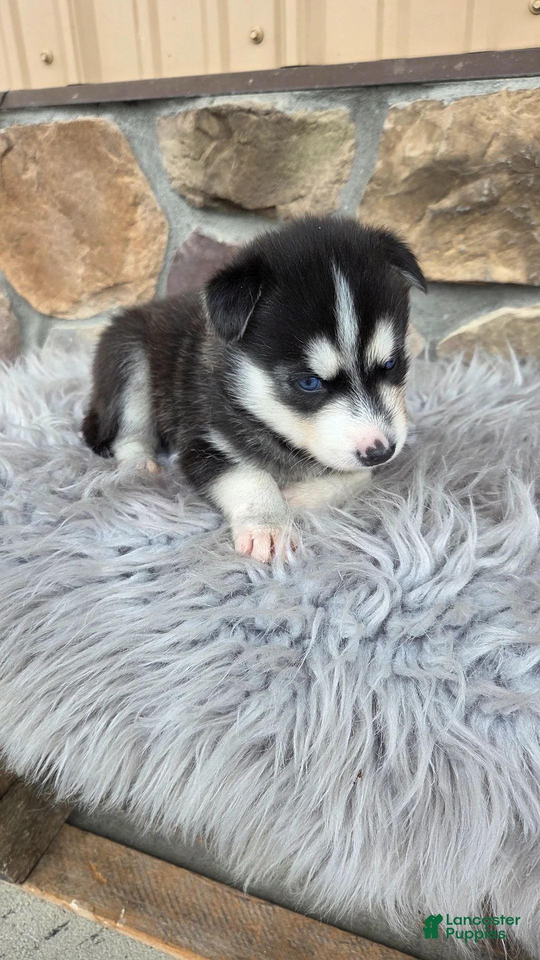 Siberian Husky dogs for sale: Echo - Ad 2