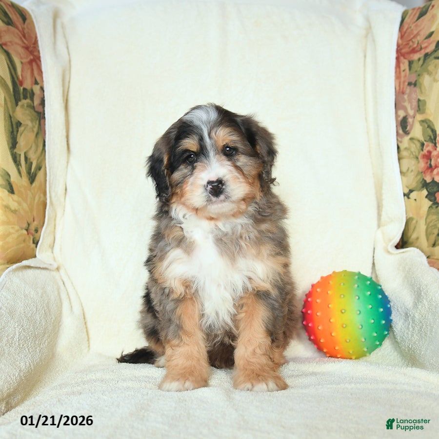 Mini Bernedoodle dogs River - Ad 2