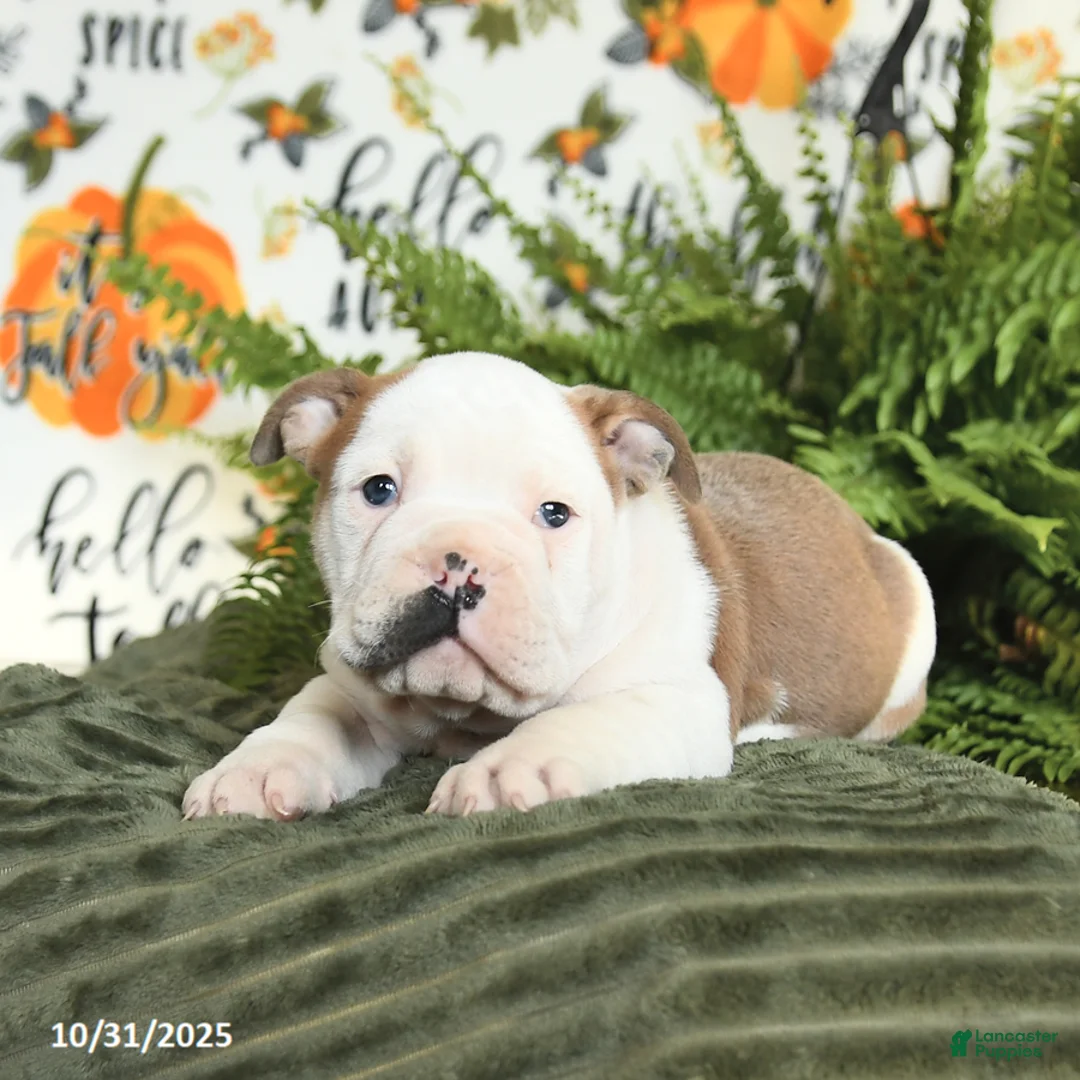 Mixed Breed dogs for sale: Max - Ad 5