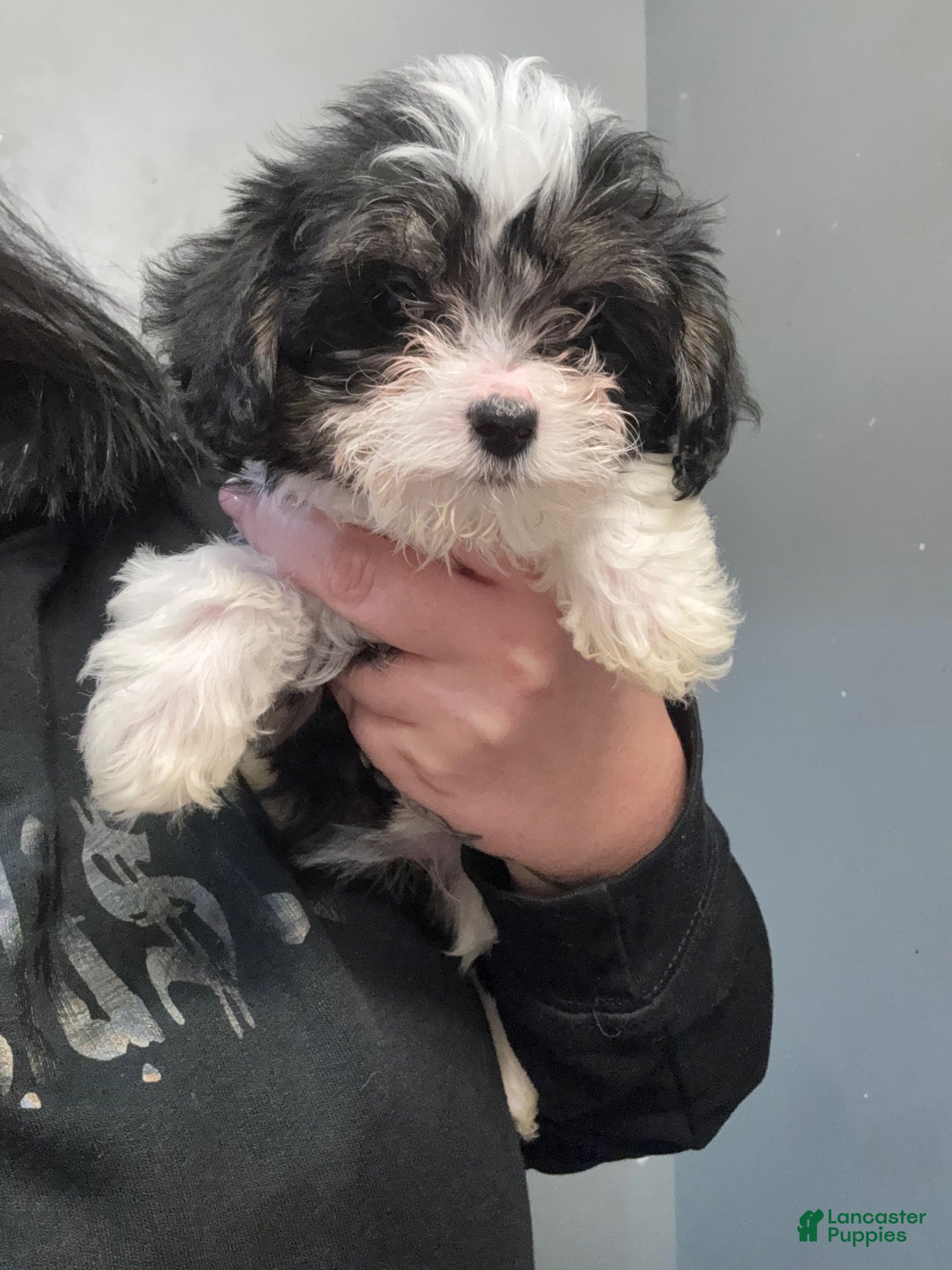 Shihpoo dogs Shihpoo 1 - Ad 2