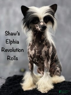 Chinese Crested dogs HHL male - Ad 1