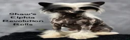 Chinese Crested dogs for sale: HHL male - Ad 1