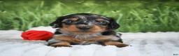Miniature Dachshund dogs for sale: AKC Silas - Ad 6