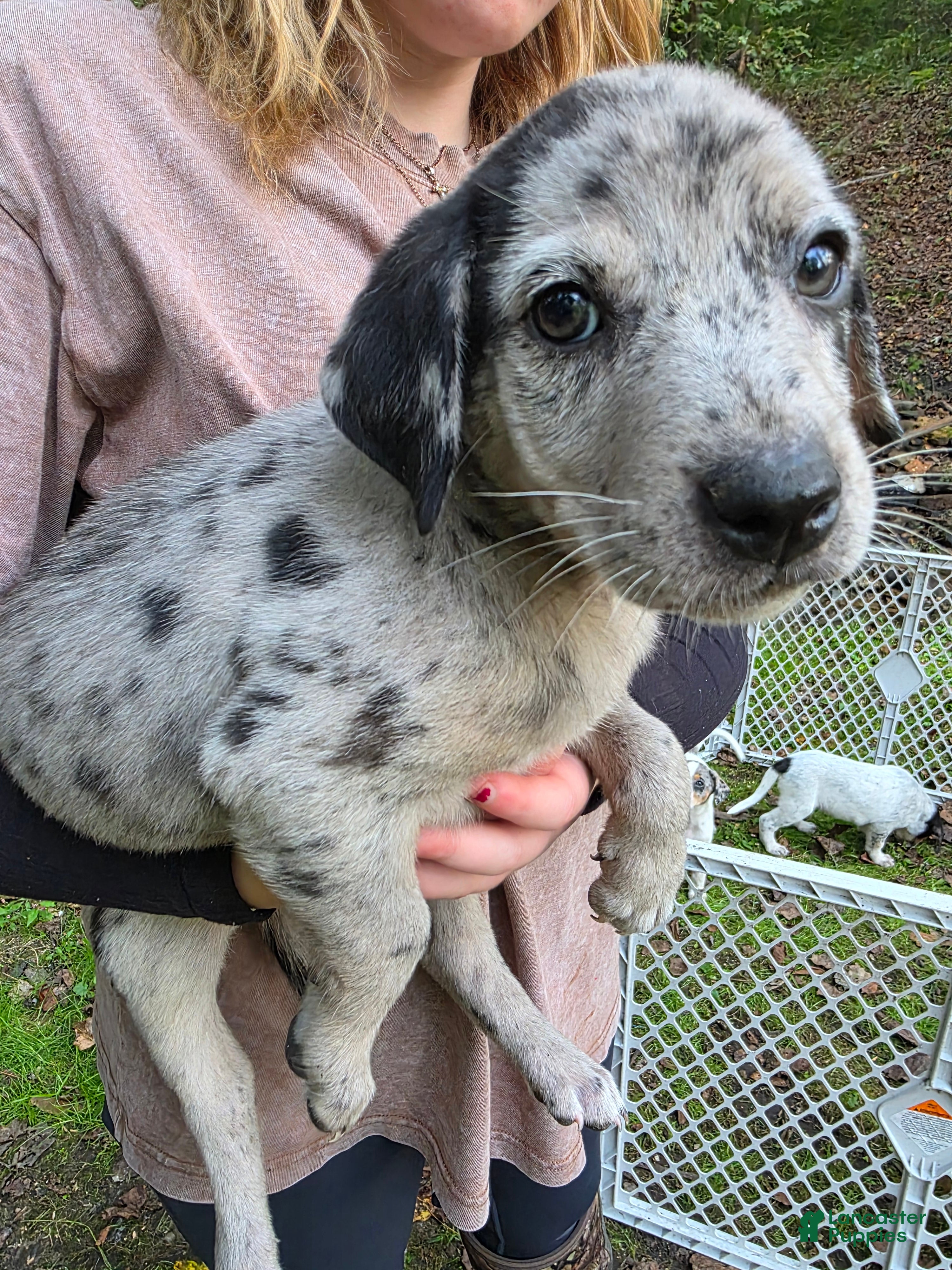 Mixed Breed dogs Mixed Breed 7 - Ad 33