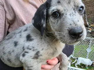 Mixed Breed dogs Mixed Breed 7 - Ad 32
