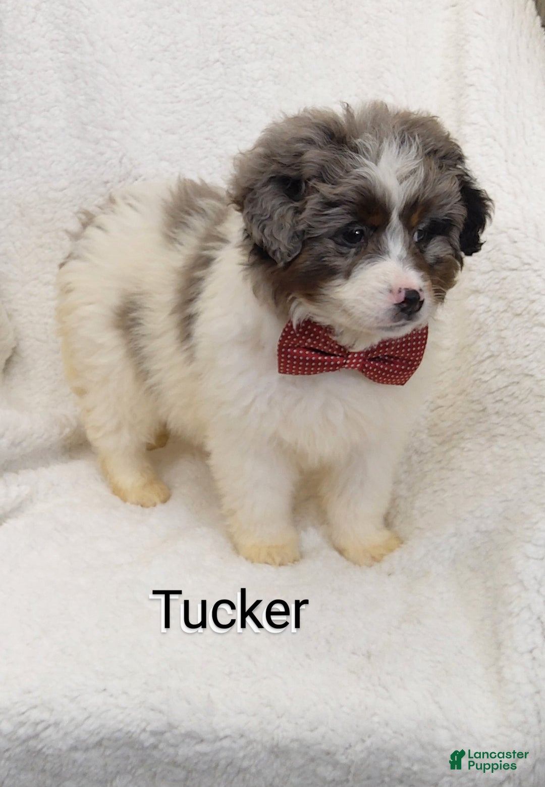 Mini Bernedoodle dogs for sale:  Tucker  - Ad 4