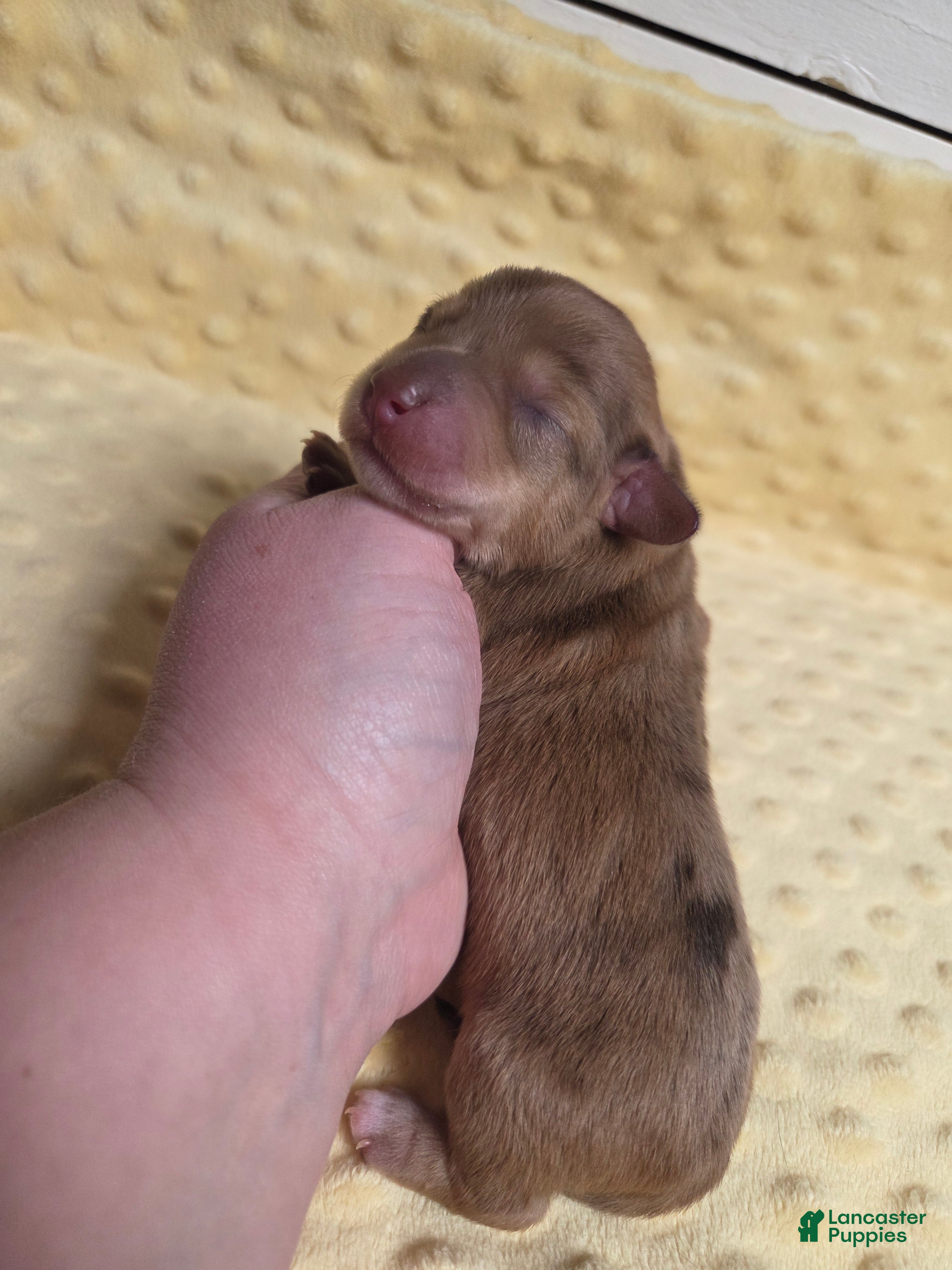 Mixed Breed dogs Twinkle - Ad 9