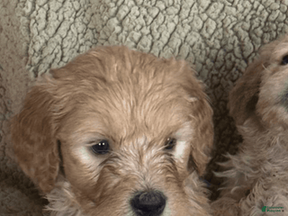 Goldendoodle dogs - Ad 16