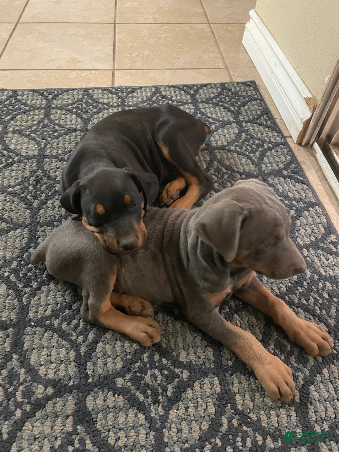 Doberman Pinscher dogs for sale: Lily - Ad 2