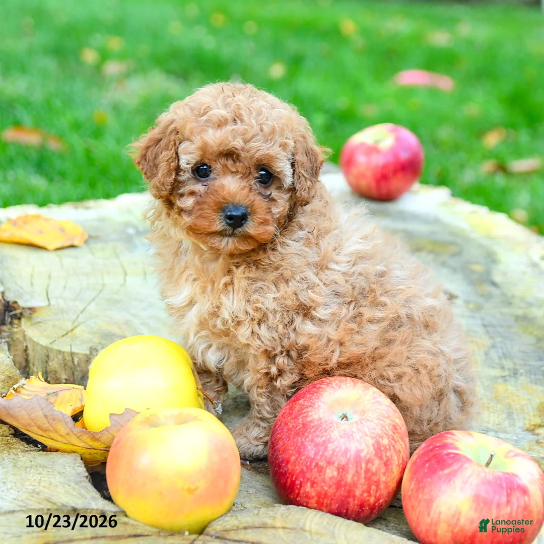 Toy Poodle dogs for sale: Blossom - Ad 2