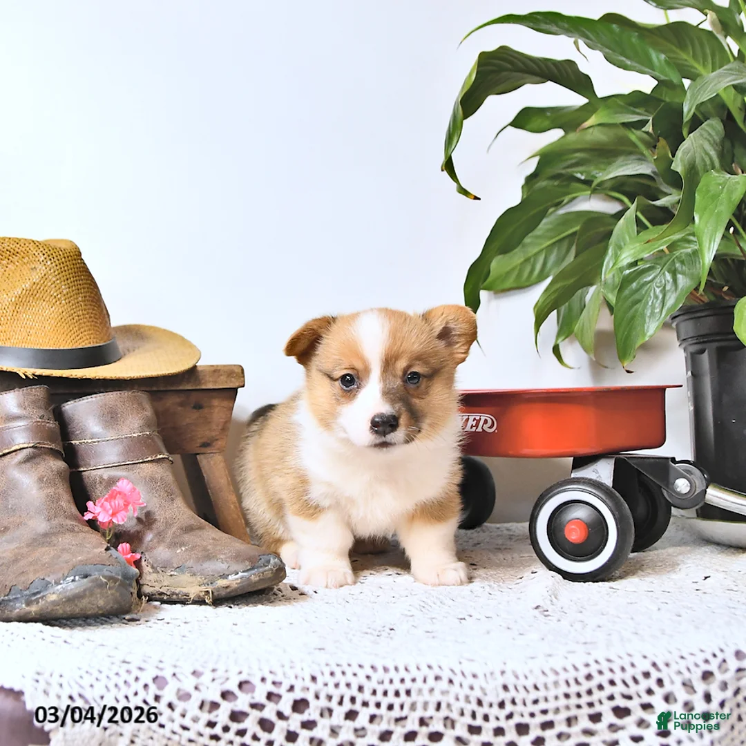 Welsh Corgi Pembroke dogs for sale: Bruce - Ad 2