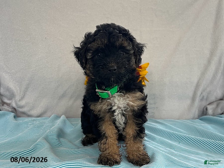 Yorkiepoo dogs Skipper - Ad 2
